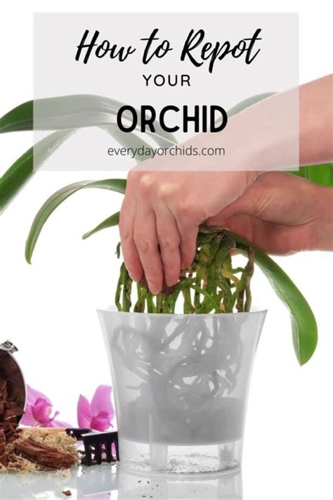 How To Repot Your Orchid Artofit