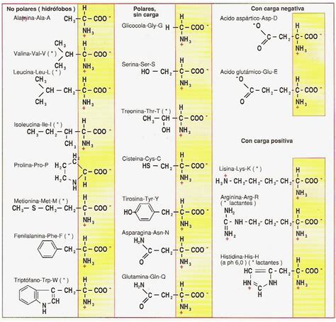 Apuntes De Bioqu Mica Amino Cidos I Principales Caracter Sticas