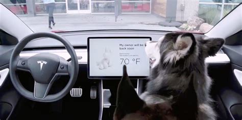 How Do You Turn On Teslas Dog Mode And Sentry Mode