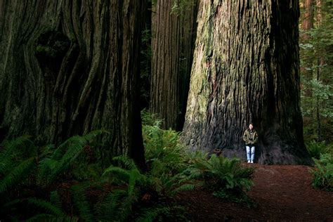 Money-Saving Tips for Visiting Redwood National Park | California ...
