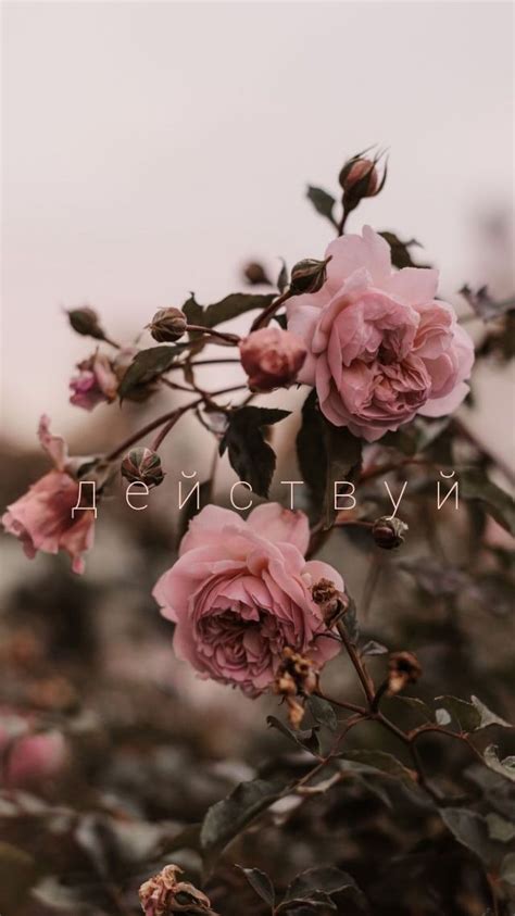 Обои для телефона в HD качестве | Blumen hintergrund iphone ...