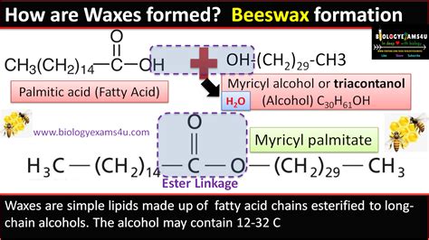 Waxes Chemical Structure