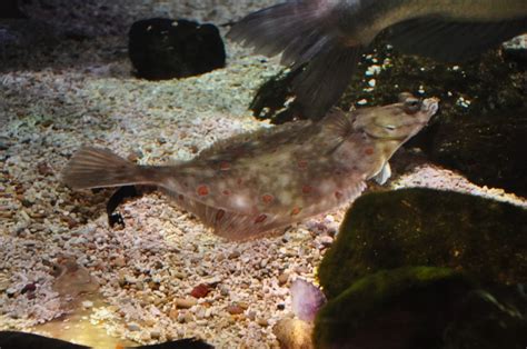 European Plaice Facts Diet Habitat And Pictures On Animaliabio