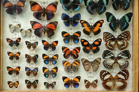 Muchas Hermosas Mariposas Exóticas Sobre Fondo Blanco Foto Premium