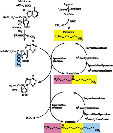 Figure 1 From Polyamines And S Adenosylmethionine Decarboxylase