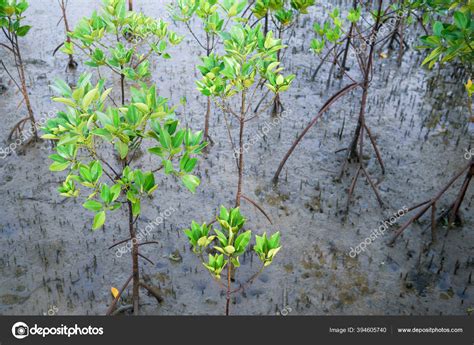 red mangrove tree