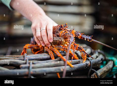 Live East Coast Rock Lobster Fishing In Australia Crayfish On A Boat