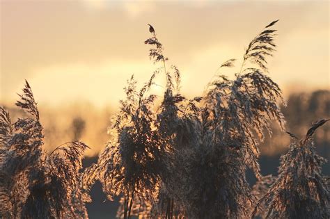 Grasses Sunset Nature Free Photo On Pixabay Pixabay