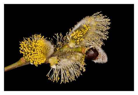 Pussy Willow On Behance