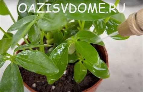 Шеффлера: пошагово с фото об уходе и размножении, приметы цветка
