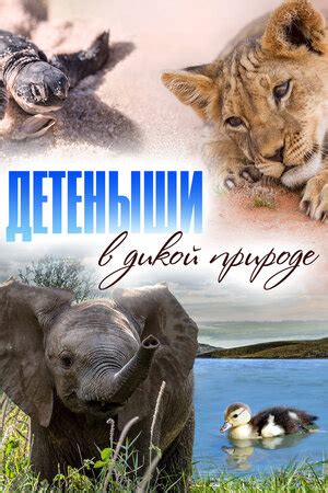 Детеныши в дикой природе (сериал, 1 сезон, все серии), 2015-2016 ...