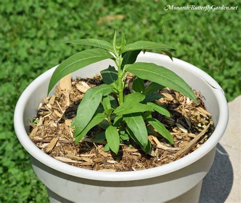 Grow Milkweed In Containers For Monarchs