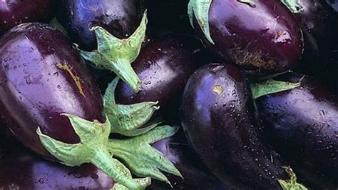 Фото Птицы Баклажан — Картинки фотографии