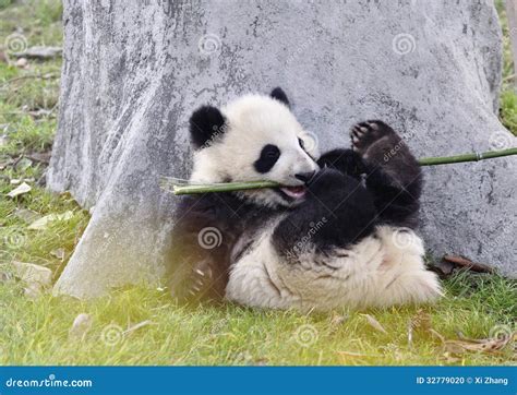 Panda Baby stock photo. Image of wildlife, animals, panda - 32779020