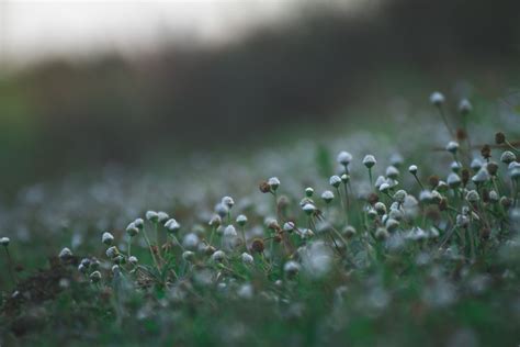 Free Images Water Nature Branch Dew Field Lawn Meadow Sunlight