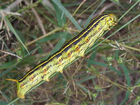 Arizona Caterpillars