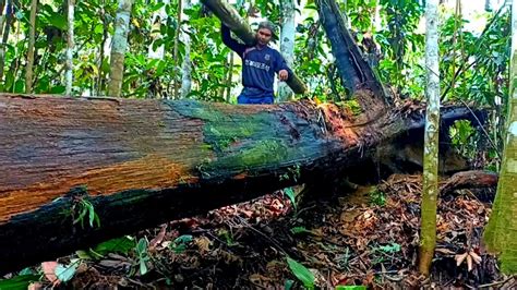 Berasal Dari Pohon Tumbang Olah Alam Kayu Ulin Utuh Sempurna Tak