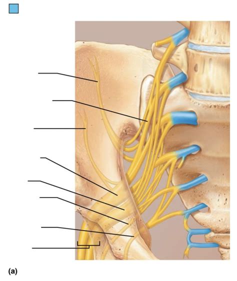 Sacral Plexus Diagram Quizlet