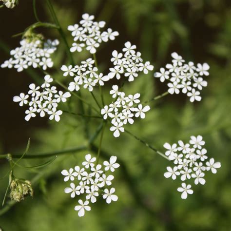 Kerbel - Arbeitsgemeinschaft BienenVielfalt
