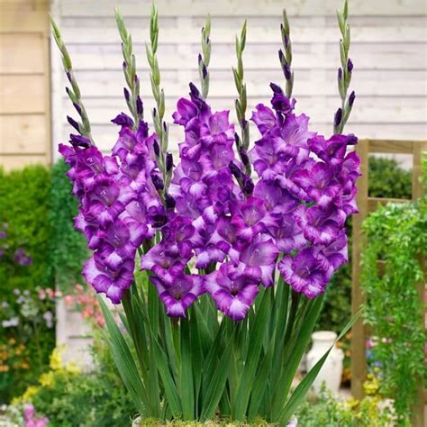 Get Gladiolus Kim Summer Flowering Bulb In Mi At English Gardens