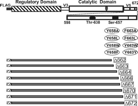 schematic diagram  pkc domain structure  pkc constructs