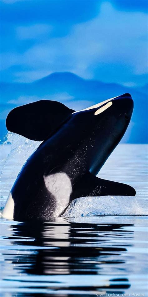 Orca Wallpaper - iXpap | Killer whales, Orca, Whale