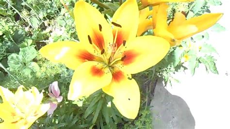 лилейное дерево - lily tree - YouTube