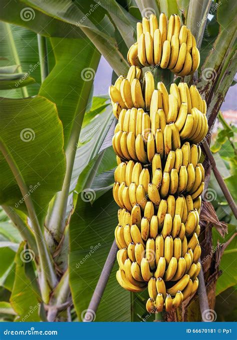 Banana Tree With A Bunch Of Ripe Bananas Stock Image Image Of