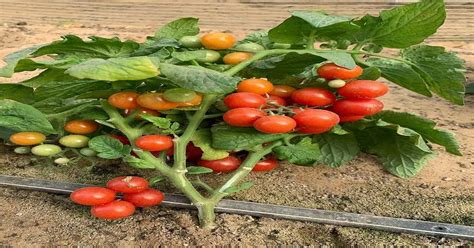 Tomato Farming: Cultivation Techniques For Growing Perfect Tomatoes » Support For Farmers