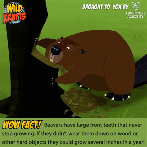 Wild Kratts On Twitter This Weeks Wow Fact Is All About Natures