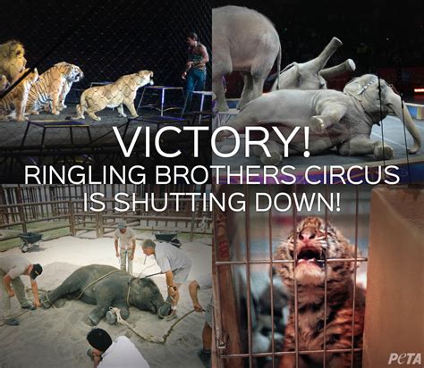 Circus Animal Abuse Ringling Brothers