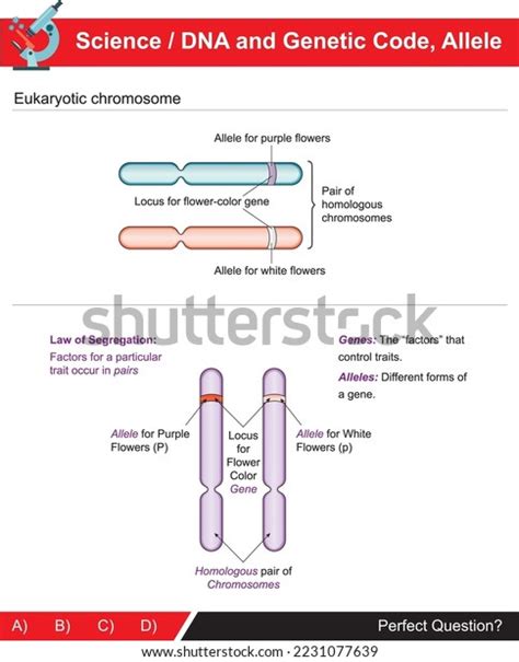 Eukaryotic Chromosome Allele Structure Dna Genetic Stock Vector ...