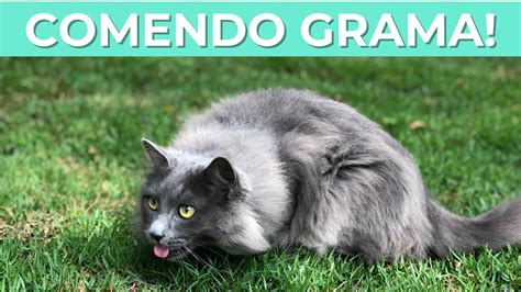 POR QUE OS GATOS COMEM GRAMA YouTube