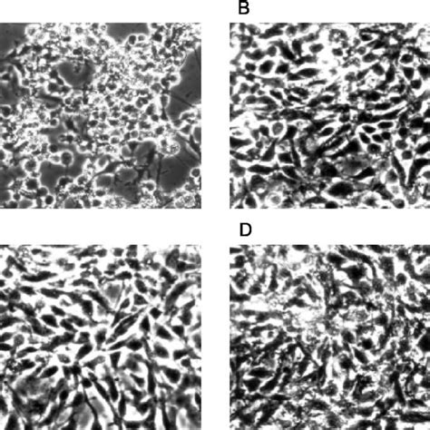 Virulence Of A Salmonicida Strains For Rtg 2 Cells Shown Are Rtg 2 Download Scientific