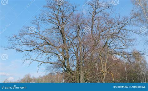 Oak Leafless Branches Against A Background Of Blue Sky Naked Branches