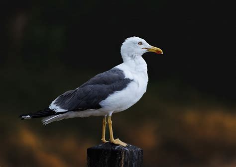 Camar Punggung Hitam Yang - Foto gratis di Pixabay - Pixabay