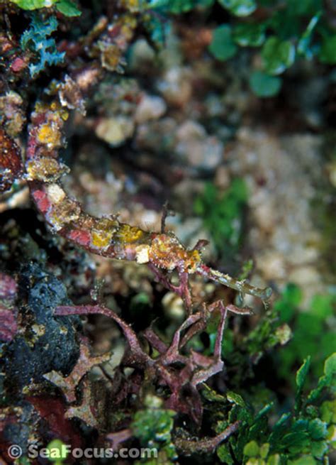 Pipefish and ghost pipefish – image gallery | marine species information | diving photos ...