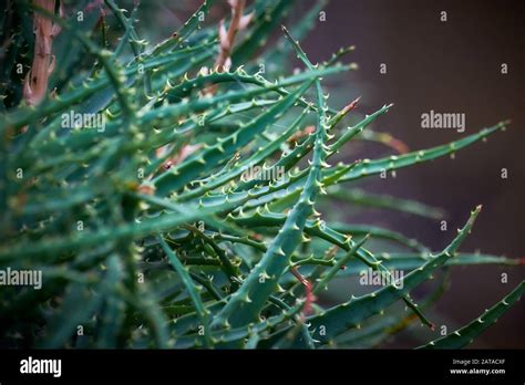 Spiny Plant High Resolution Stock Photography And Images Alamy