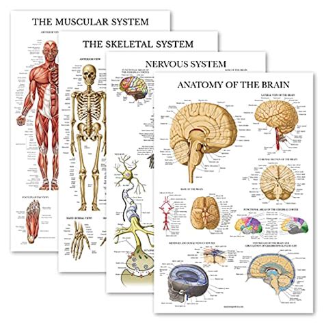 Palace Learning Lot de 4 posters anatomiques laminés Musculaire