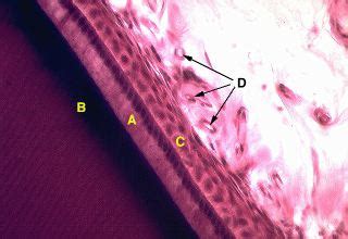 Oral Histology Digital Lab Enamel Termination Of Enamel Secretion