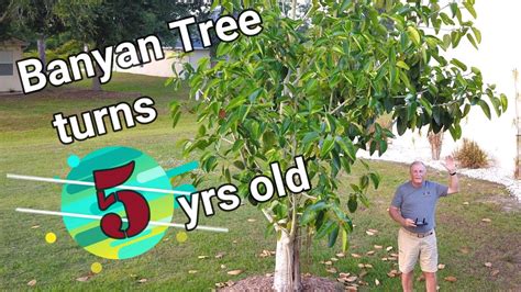 Banyan Tree Turns 5 Years Old Youtube