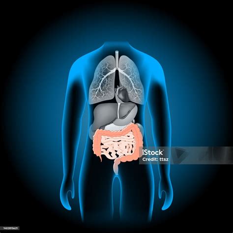 Anatomie Des Menschlichen Körpers Verdauungstrakt Verdauungssystem Stock Vektor Art Und Mehr