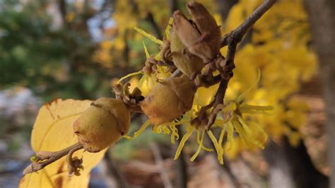 The native plant witch-hazel produces yellow flowers during late fall