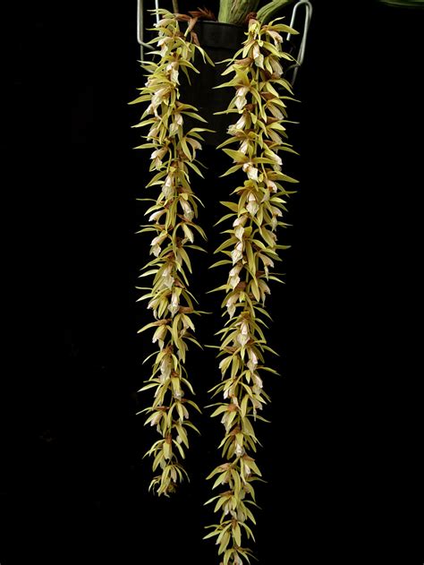 Coelogyne Rochussenii Orchidweb