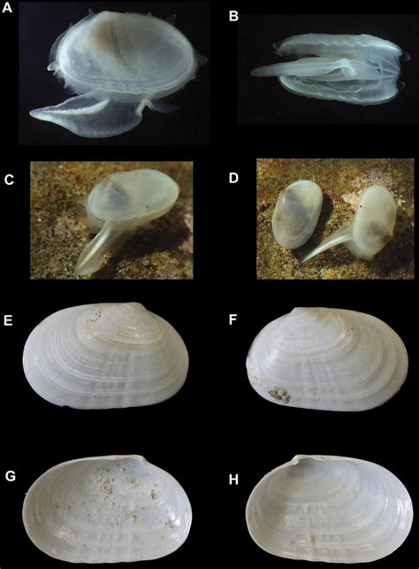 Extinct Clam Resurfaces Off The Rocky Shores Of California The Hindu