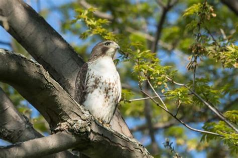 9 Hawks In Minnesota With Pictures