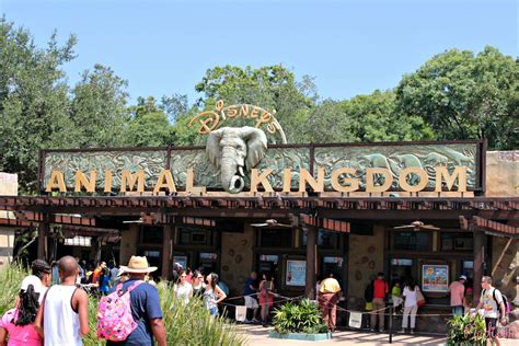 Its Not A Zoo Its A Jungle Walt Disney World Animal Kingdom Part