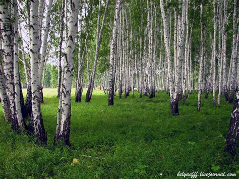 Про берёзы и осины - Сибирский ёж — LiveJournal