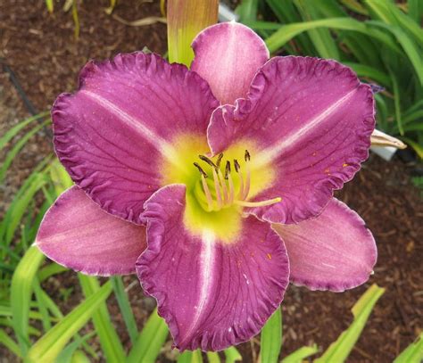 Photo Of The Bloom Of Daylily Hemerocallis Entrapment Posted By