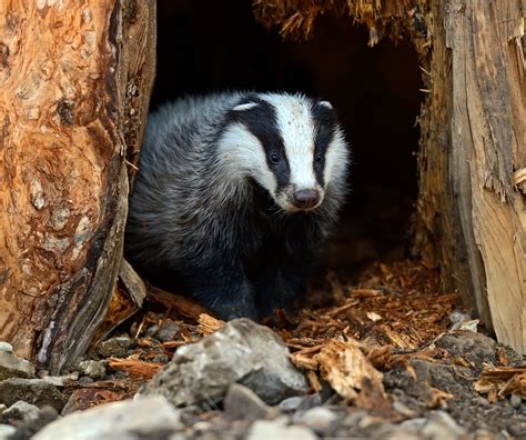 Badgers in their natural habitat - Animals Around The Globe